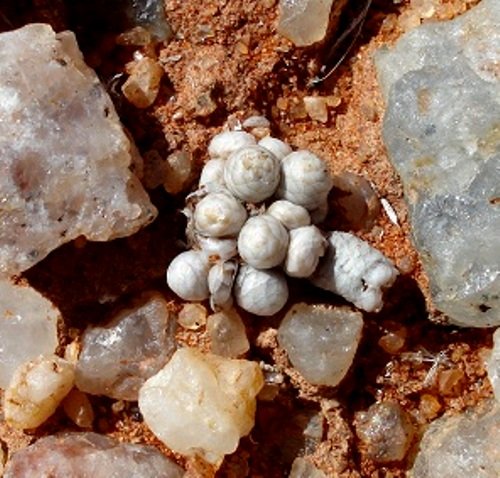 Anacampseros papyracea subsp. namaensis