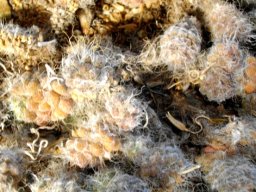 Anacampseros albidiflora