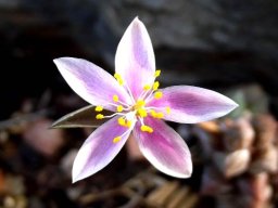 Anacampseros arachnoides flower