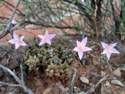 Anacampseros arachnoides flowering