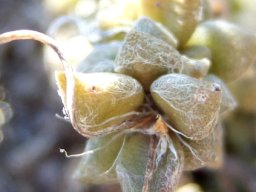 Anacampseros arachnoides cobwebby leaves