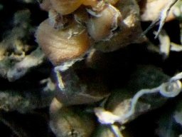 Anacampseros arachnoides translucent leaves