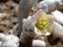 Anacampseros papyracea subsp. papyracea