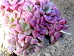 Anacampseros blushing about its moisture use