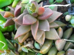 Anacampseros telephiastrum