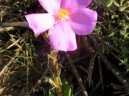 Anacampseros telephiastrum gemsboksuring triumphant