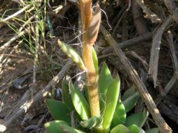 Anacampseros telephiastrum rosette and stem
