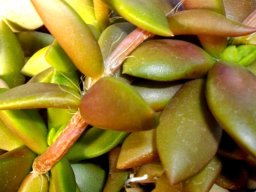 Anacampseros telephiastrum leaves