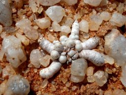 Anacampseros papyracea subsp. namaensis
