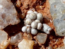 Anacampseros papyracea subsp. namaensis