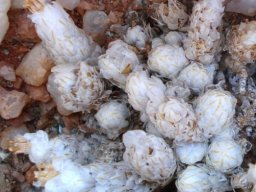 Anacampseros recurvata subsp. recurvata