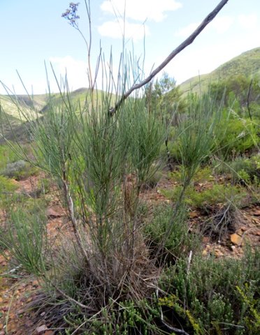 Anginon difforme regrowth