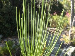 Anginon difforme leaves