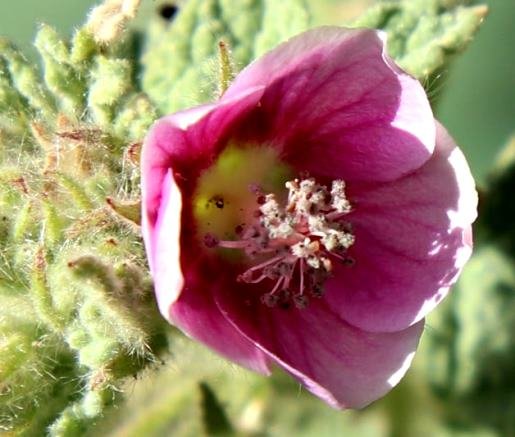 Anisodontea anomala early flowering stage