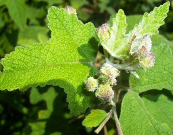 Anisodontea julii leaves and buds