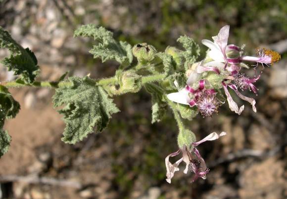 Anisodontea