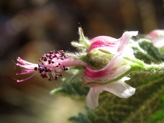 Anisodontea reflexa flower detail