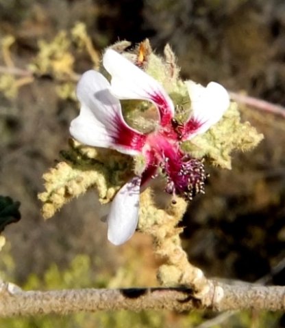 Anisodontea reflexa flower