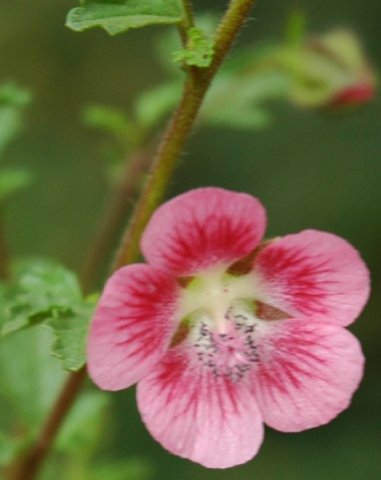 Anisodontea scabrosa