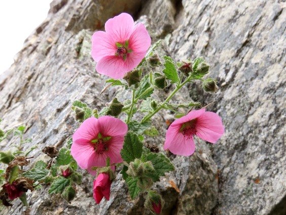 Anisodontea scabrosa leaves