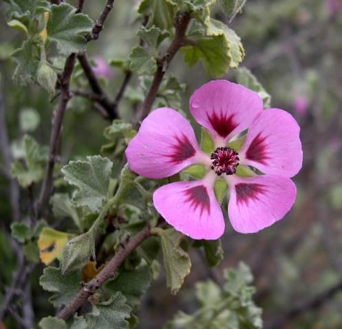 Anisodontea triloba leaves and flower