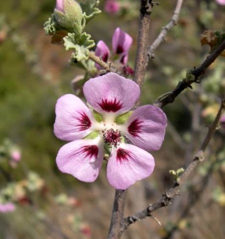Anisodontea triloba older flower
