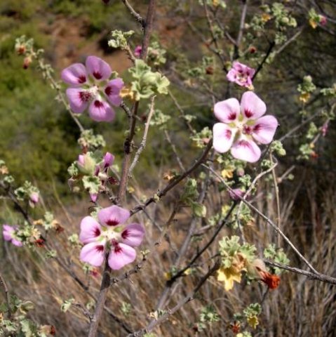 Anisodontea triloba