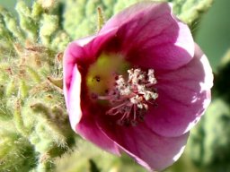 Anisodontea anomala early flowering stage