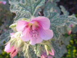 Anisodontea anomala flowers at different stages