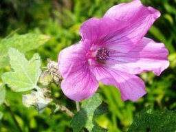 Anisodontea julii flower