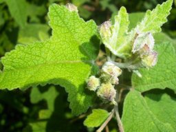 Anisodontea julii leaves and buds