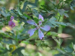 Anisodontea species posing questions