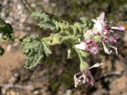Anisodontea