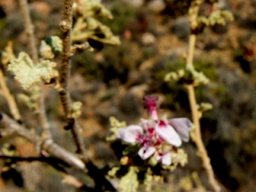 Anisodontea reflexa