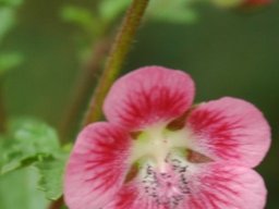 Anisodontea scabrosa