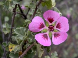 Anisodontea triloba leaves and flower