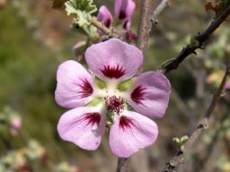 Anisodontea triloba older flower