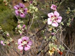 Anisodontea triloba
