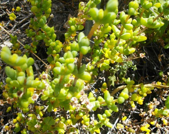 Antimima hantamensis