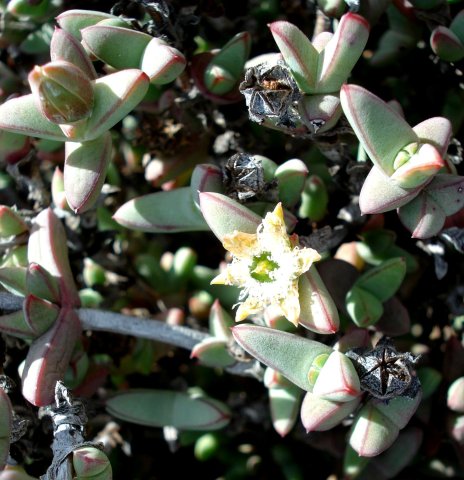 Antimima paripetala fruit and bud
