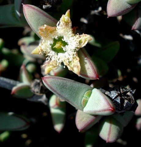 Antimima paripetala leaves and old flower