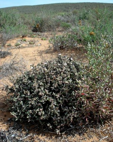 Antimima paripetala