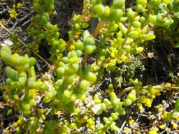 Antimima hantamensis