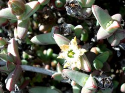 Antimima paripetala fruit and bud