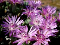 Antimima paucifolia flowers