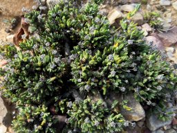 Antimima piscodora