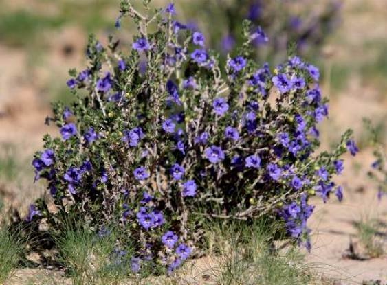 Aptosimum albomarginatum flowers