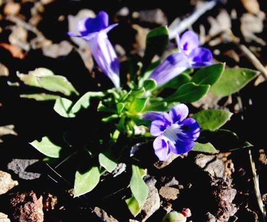 Aptosimum indivisum