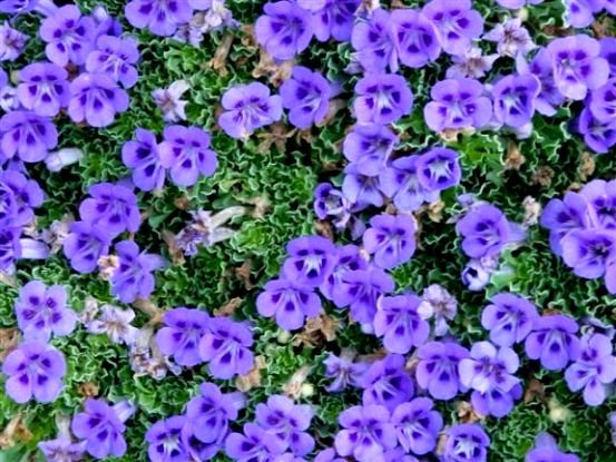 Aptosimum indivisum