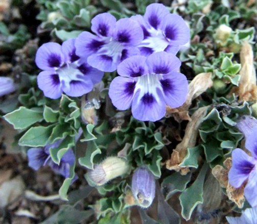 Aptosimum procumbens flowers